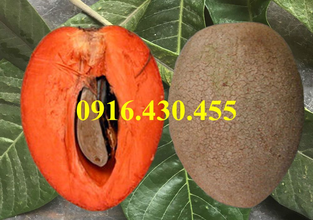 Cây giống hồng xiêm ruột đỏ